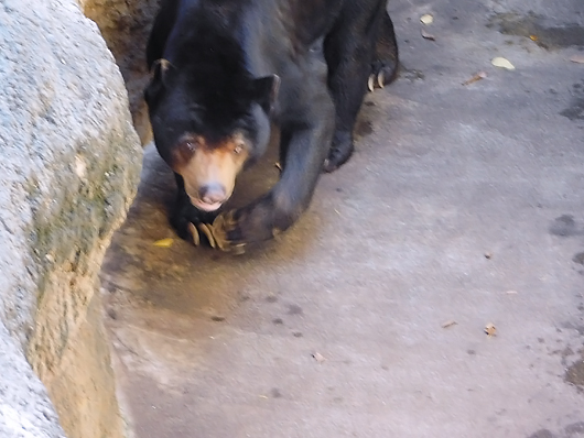 上野マレーグマのアズマくん交代前の常同行動