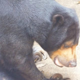 上野動物園マレーグマのモモコさん。泣くのは嫌だ笑っちゃお！