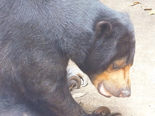 上野マレーグマのモモコさん