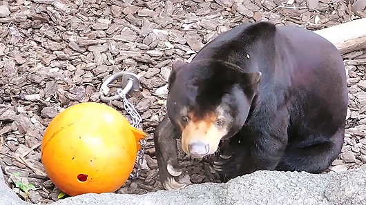 ペレットを探すマレーグマのアズマくん