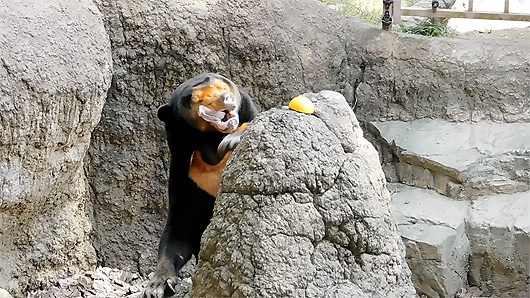 マレーグマのキョウコさん「コソ泥」