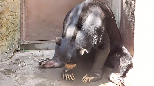 上野マレーグマのアズマくん交代前の常同行動