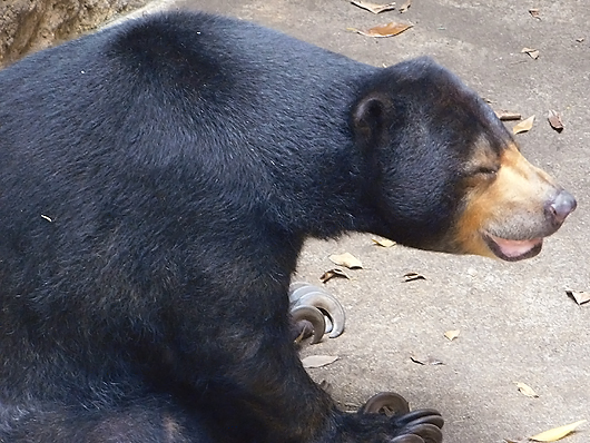 笑って過ごす上野マレーグマのモモコ