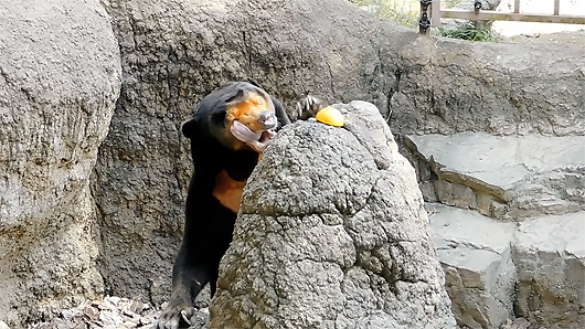 マレーグマのキョウコさん「コソ泥」