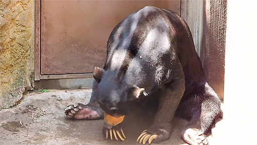 上野マレーグマのアズマくん「消える石マジックショー」