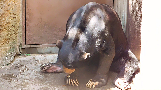 上野マレーグマのアズマくん「消える石マジックショー」