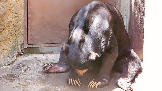 上野マレーグマのアズマくん「消える石マジックショー」