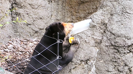 マレーグマのキョウコオレンジを食べる