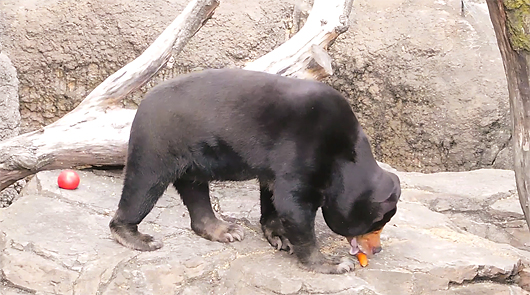 マレーグマのキョウコ人参を食べる