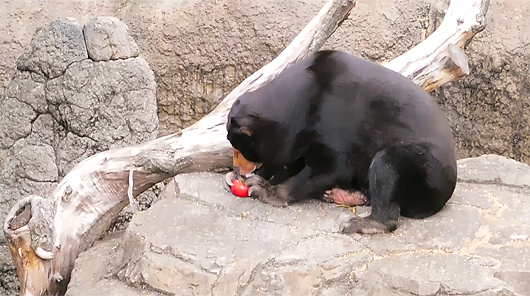 トマトを食べるマレーグマのキョウコ