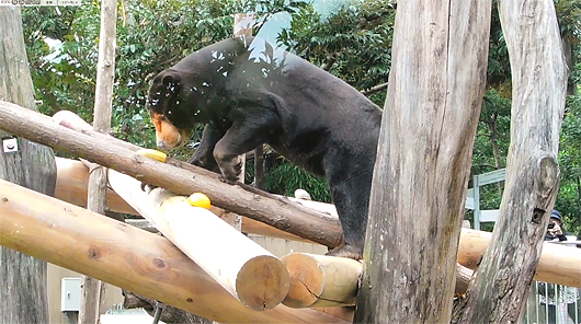 オレンジを食べるマレーグマのキョウコ