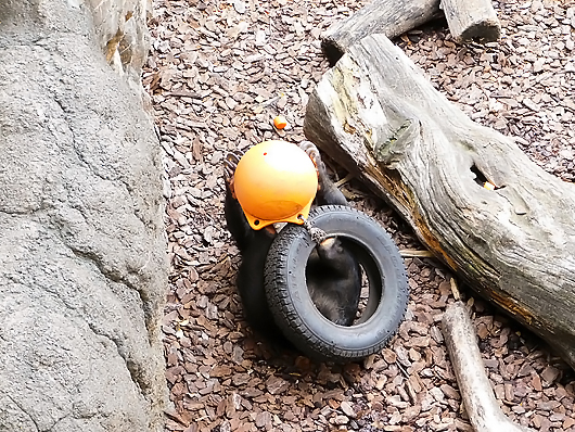 ひっくり返ってブイの中のペレットを食べるマレーグマのモモコ