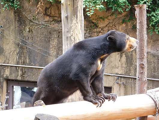 お客さんを眺めるマレーグマのモモコ