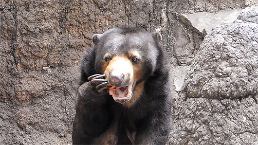 リンゴを頬張るマレーグマのモモコ05