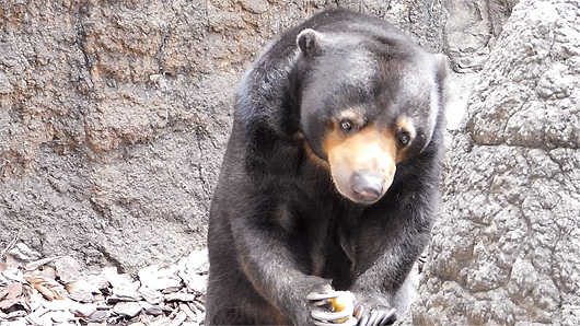 リンゴを頬張るマレーグマのモモコ06