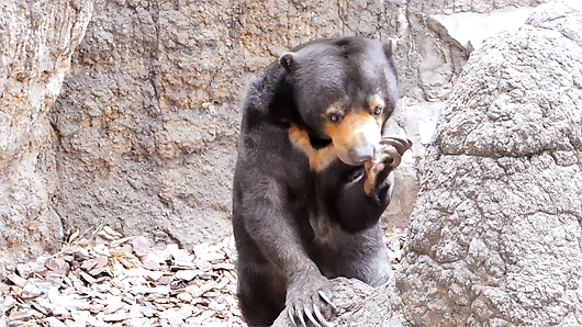 リンゴを頬張るマレーグマのモモコ07