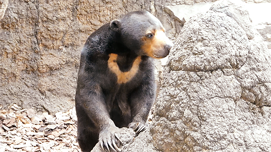 リンゴを頬張るマレーグマのモモコ08