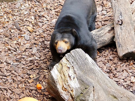 ニンジンを食べないマレーグマのモモコ01