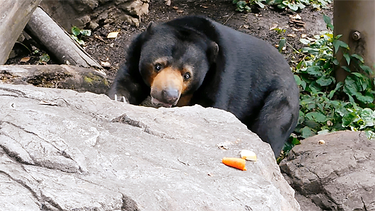 ニンジンを食べないマレーグマのモモコ02