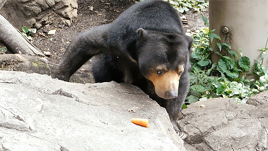 ニンジンを食べないマレーグマのモモコ04