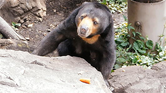 上野動物園のマレーグマ・モモコさんの行動がいちいち可愛い