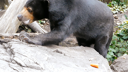 ニンジンを食べないマレーグマのモモコ06