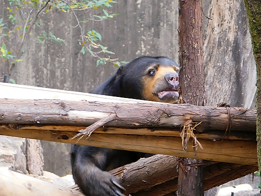 上野動物園のマレーグマ モモコさんの行動がいちいち可愛い マレマレタイム