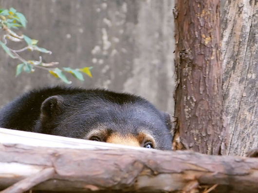 上野動物園のマレーグマ モモコさんの行動がいちいち可愛い マレマレタイム