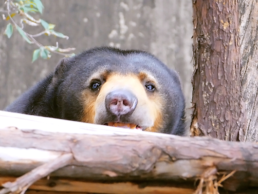 上野動物園のマレーグマ モモコさんの行動がいちいち可愛い マレマレタイム