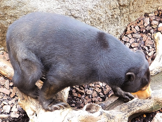 木の上を歩くマレーグマのモモコ