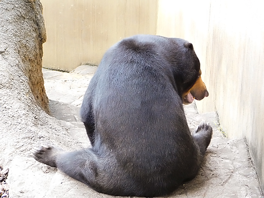 足をピョコンと投げ出して座るマレーグマのモモコ