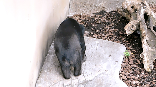 階段をバックで降りるマレーグマのモモコ01