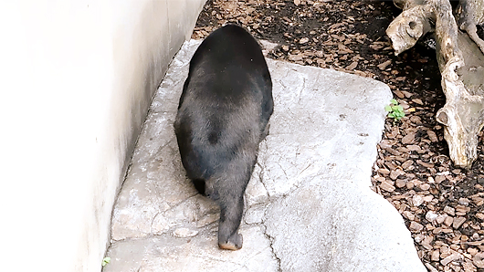 階段をバックで降りるマレーグマのモモコ02