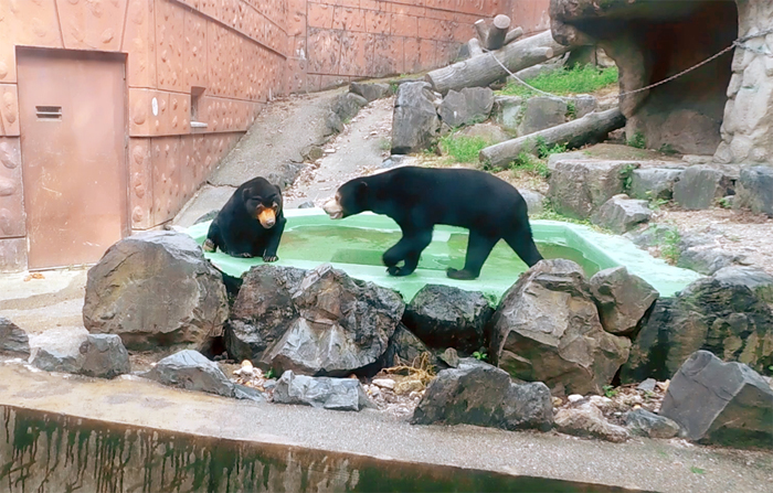 東山マレーグマのマーネ＆マー子親子