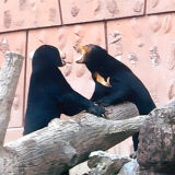 東山動物園マレーグマのマーネちゃん、マー子さんに怒られる