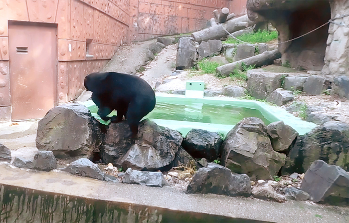 東山マレーグマのマー子さんとマーネちゃん