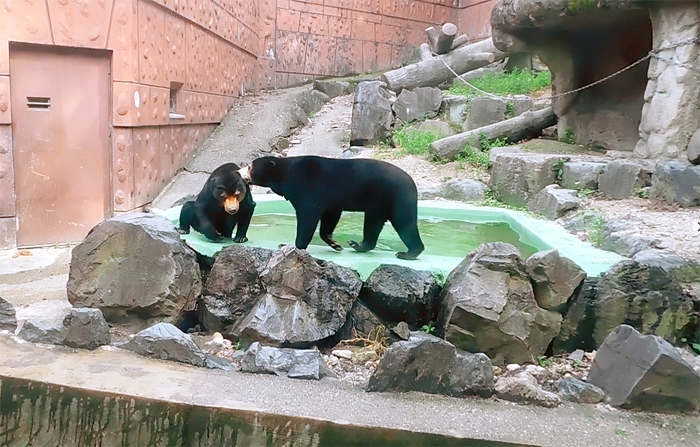 東山マレーグママーネ＆マー子親子