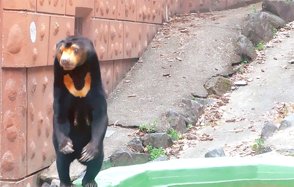 東山動物園マレーグマ・マー子さんの意味不明な行動 | マレマレタイム