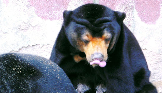 東山動植物園マレーグマのマー子