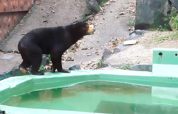 東山動物園マレーグマ・マー子さんの意味不明な行動 | マレマレタイム