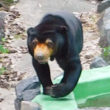 東山動物園マレーグマ・マー子さんの意味不明な行動