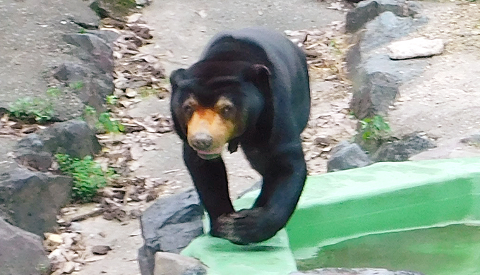 東山動物園マレーグマ マー子さんの意味不明な行動 マレマレタイム