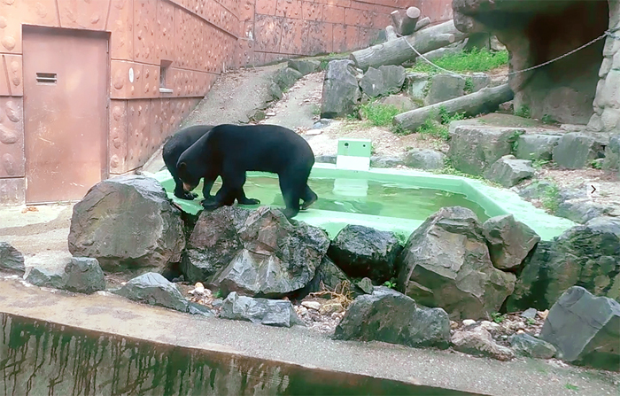 東山マレーグマのマーネ＆マー子親子