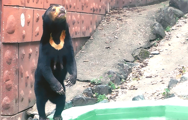 東山マレーグマのマー子さん