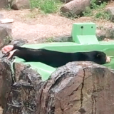 東山動物園マレーグマ・マーネちゃん「プールへにゅる〜ん」