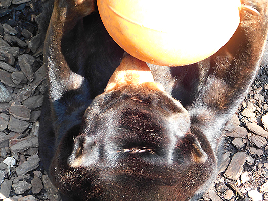 上野動物園マレーグマのキョウコさん