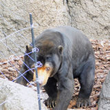 上野動物園マレーグマのアズマくん。ハクビシンと遭遇する。