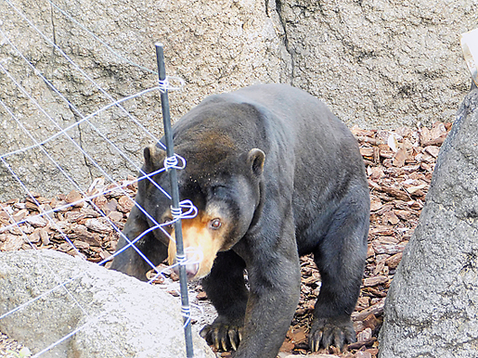 リンゴを見つけたマレーグマのアズマくん