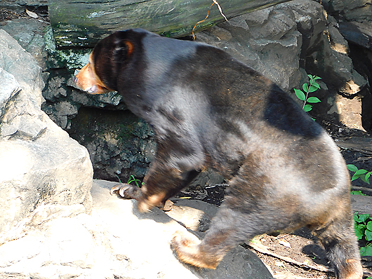 上野動物園マレーグマのキョウコさん