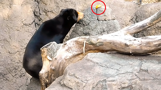 上野動物園マレーグマのキョウコさん